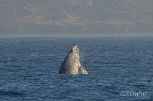 Gray Whale Breach – January 1