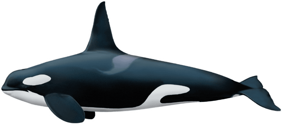 Orcas (Killer whales)