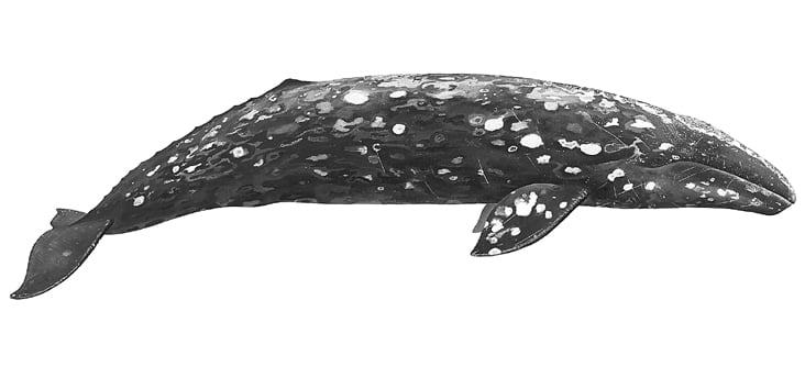 gray whale