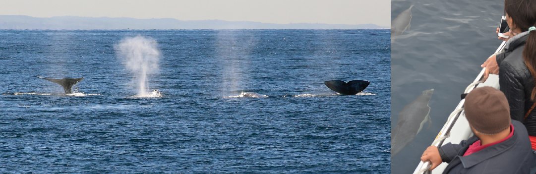 Whale Watching in San Diego CA – Book A Trip Now