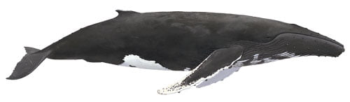 humpback rev