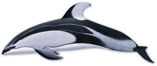 pacificWhiteSided | San Diego Whale Watch 1