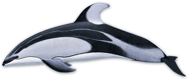 pacificWhiteSided | San Diego Whale Watch 15