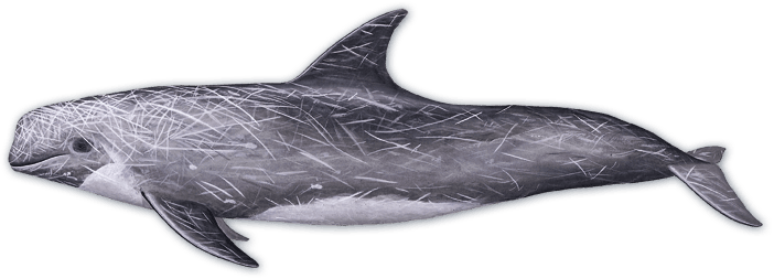 rissos | San Diego Whale Watch 1
