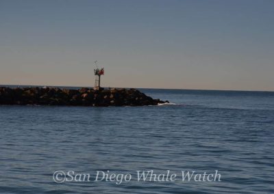 DSC 0002 1 | San Diego Whale Watch 23