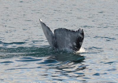 DSC 0003 1 | San Diego Whale Watch 1