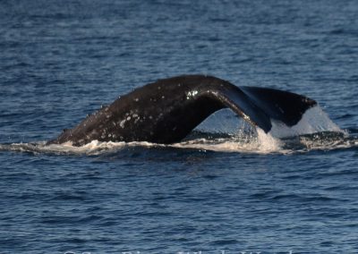 DSC 0004 1 | San Diego Whale Watch 1