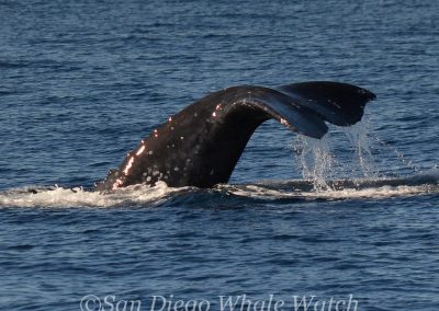 DSC 0005 2 | San Diego Whale Watch 3