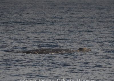 DSC 0012 1 | San Diego Whale Watch 1