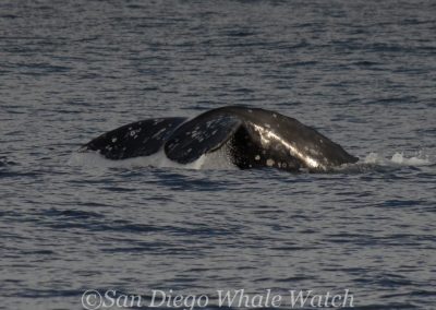 DSC 0029 1 | San Diego Whale Watch 3