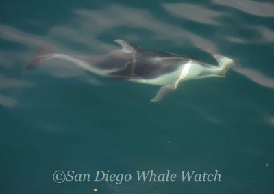 DSC 0055 1 | San Diego Whale Watch 17