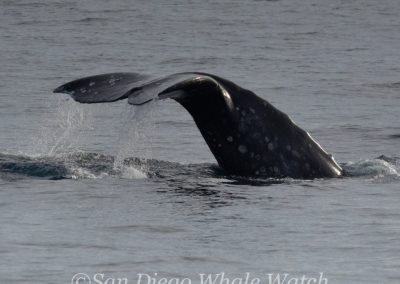 DSC 0066 1 | San Diego Whale Watch 5