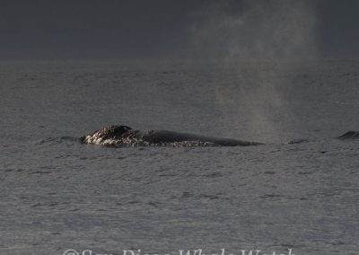 DSC 0092 1 | San Diego Whale Watch 7
