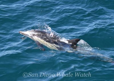 DSC 0106 1 | San Diego Whale Watch 29