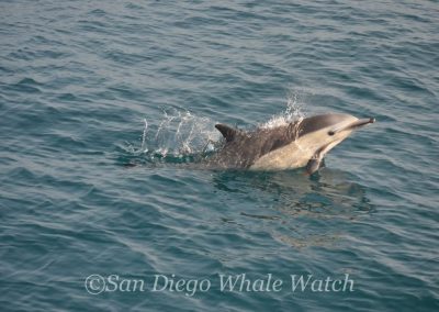 DSC 0122 1 | San Diego Whale Watch 19