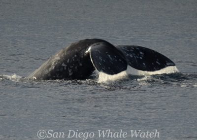 DSC 0131 1 1 | San Diego Whale Watch 9