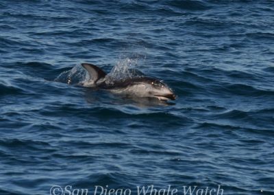 DSC 0131 2 | San Diego Whale Watch 31