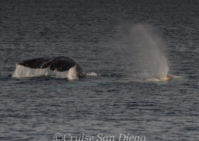 DSC 0190 1 | San Diego Whale Watch 3