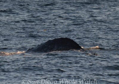 DSC 0247 1 | San Diego Whale Watch 35