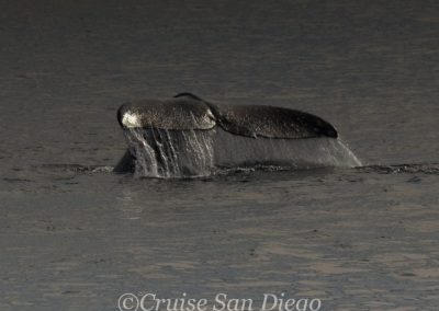 DSC 0263 1 1 | San Diego Whale Watch 7
