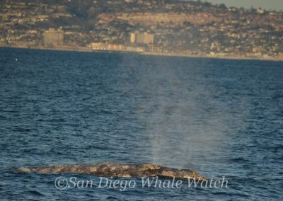 DSC 0263 2 | San Diego Whale Watch 37