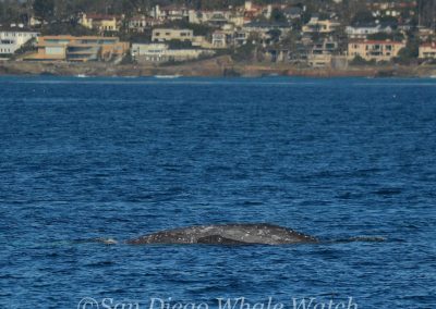 DSC 0272 1 | San Diego Whale Watch 5