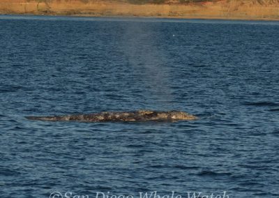 DSC 0278 1 | San Diego Whale Watch 41