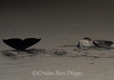 DSC 0284 1 | San Diego Whale Watch 9