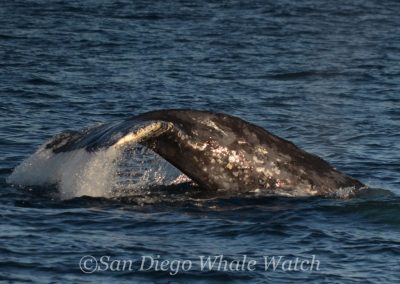 DSC 0290 1 | San Diego Whale Watch 43