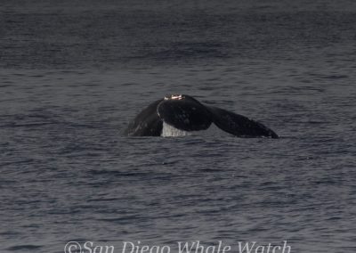 DSC 0344 1 | San Diego Whale Watch 1