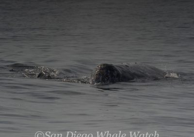 DSC 0373 1 | San Diego Whale Watch 5