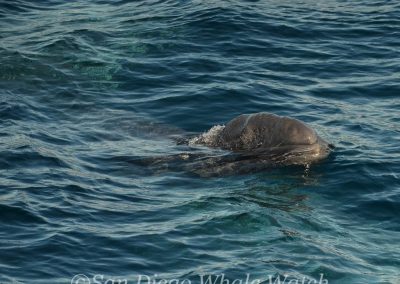 DSC 0382 1 | San Diego Whale Watch 9