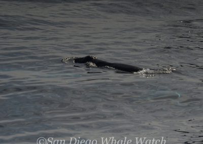 DSC 0384 1 | San Diego Whale Watch 7