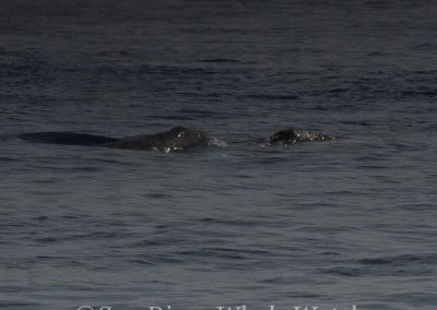 DSC 0397 2 | San Diego Whale Watch 9