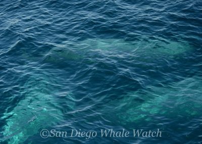 DSC 0399 2 | San Diego Whale Watch 17