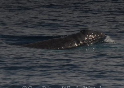 DSC 0408 1 | San Diego Whale Watch 11