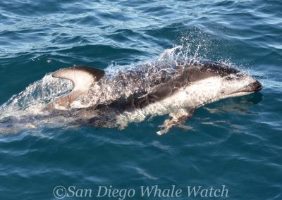 DSC 0453 1 | San Diego Whale Watch 19
