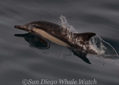 DSC 0485 1 | San Diego Whale Watch 15