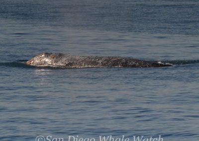 DSC 0547 1 1 | San Diego Whale Watch 1