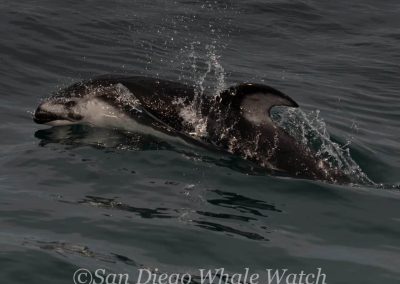DSC 0565 1 | San Diego Whale Watch 17