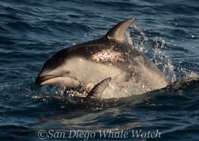 DSC 0569 1 | San Diego Whale Watch 25