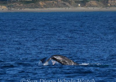 DSC 0590 1 1 | San Diego Whale Watch 27