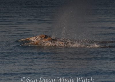 DSC 0599 1 | San Diego Whale Watch 3