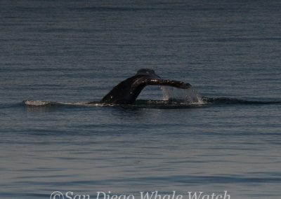 DSC 0637 1 1 | San Diego Whale Watch 5