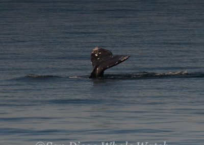 DSC 0639 1 | San Diego Whale Watch 7