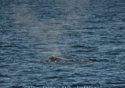 DSC 0642 1 | San Diego Whale Watch 29