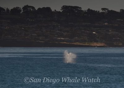 DSC 0663 1 | San Diego Whale Watch 21