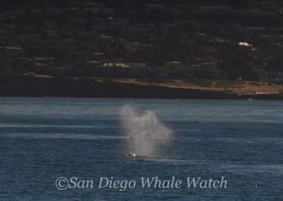 DSC 0664 1 | San Diego Whale Watch 23