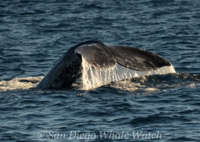 DSC 0668 1 | San Diego Whale Watch 31