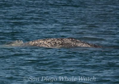 DSC 0688 1 | San Diego Whale Watch 25